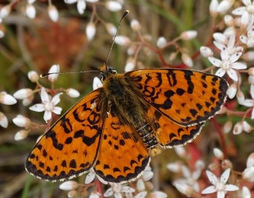 Réf. 193 058 : Melitaea didyma